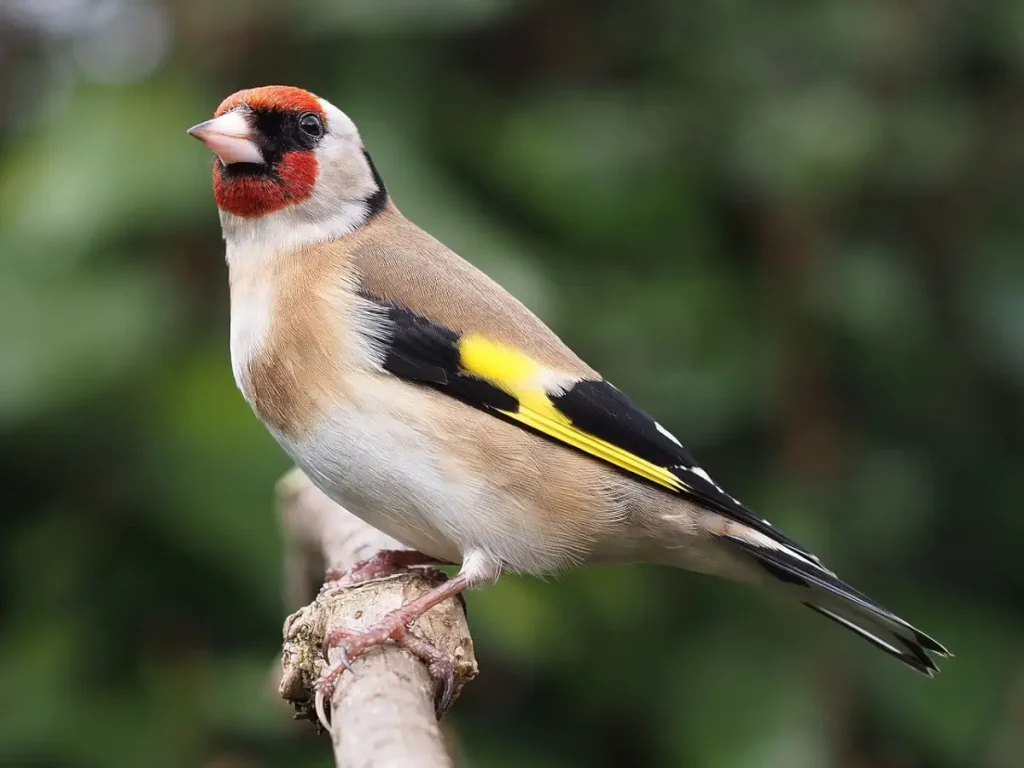 European Goldfinch